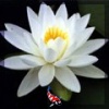 Nymphaea Potslingberg