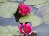 Nymphaea Pygmaea Rubra