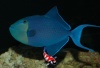 odonus niger