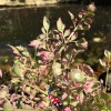 Oenanthe fistulosa 'flamingo' - Pijptorkruid 