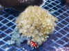 Parazoanthus Gracilis Yellow