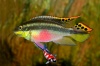 pelvicachromis pulcher