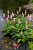 Persicaria amphibia - zuurstofplant