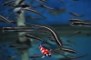 Pholidichthys leucotaenia