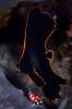 platax pinnatus