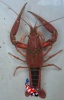 Procambarus acutus