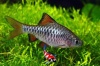Puntius Oligolepis / Eilandbarbeel