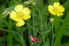 Ranunculus lingua 'Grandiflora' - Grote boterbloem