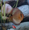 Rood Turquoise 