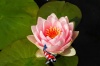 Roze Nymphaea Madame Wilfron Gonnere