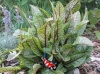 Rumex sanguinea