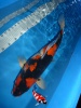 Showa
