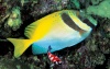 siganus doliatus