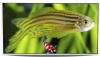 Sluier Zebra Danio