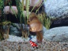 Snake Skin mix Discus