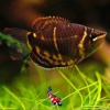 Sphaericthys osphromenoides - Chocoladegoerami