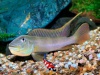 Steatocranus tinanti