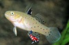 Stigmatogobius sadanundio - Riddergoby