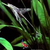 Sturisoma Aureum - Harnasmeerval