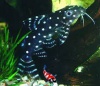 Synodontis angelicus - Baardmeerval