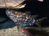 Synodontis nigriventis - Afrikaanse rugzwemmer