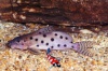 Synodontis rebeli - Baardmeerval