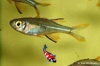Telmatherina ladigesi - Celebeszeilvis 