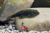 Tijger Gastromyson