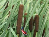 Typha latifolia - Grote lisdodde
