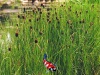 Typha minima - Dwerglisdodde