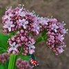 Valeriana officinalis - Echte valeriaan 