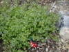 Veronica Beccabunga