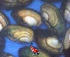 Vijver mossel 7 / 12 cm
