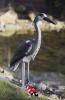 vijverfiguur blauwe reiger