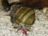 Vijverslak - Viviparus viviparus