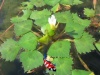 waternoot