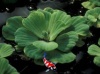 watersla 