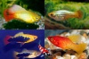 Xiphophorus variatus 