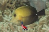zebrasoma scopas