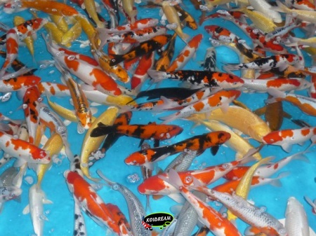  Koi Israel 30 / 35 cm A - Dagnoy