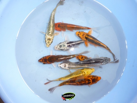 Koi Metalic 12 - 15 cm Madankoi