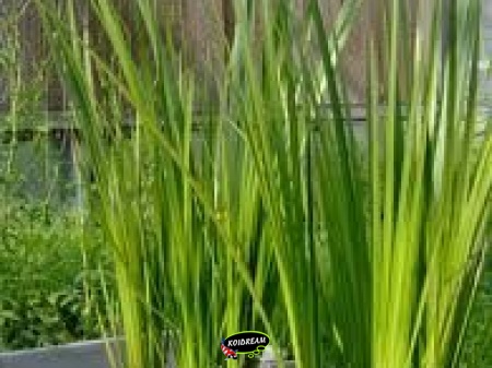 Acorus calamus