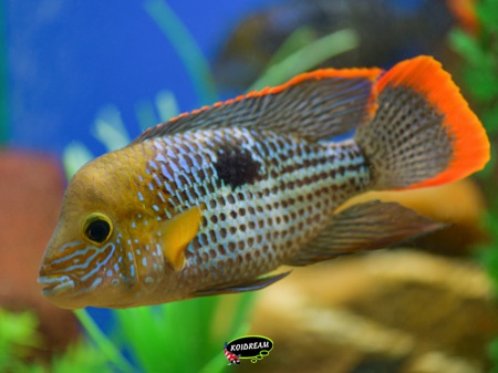 Aequidens Rivulatus