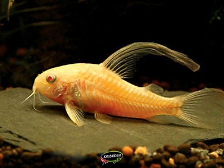 albino sluier corydora