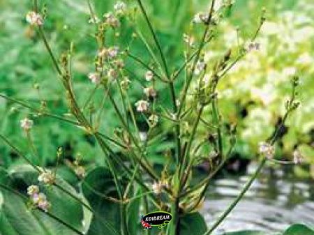 Alisma parviflora - Waterweegbree