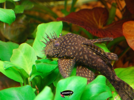 ancistrus dolichopterus