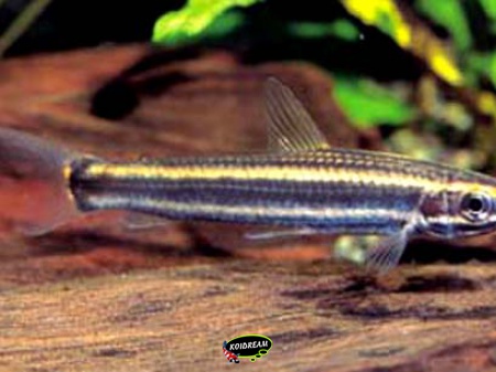 anostomus ternetzi