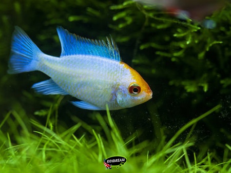 Antennebaarsje Electric Blue