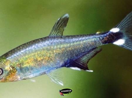 Aphyocharax nattereri