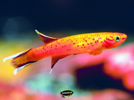Aphyosemion australe 